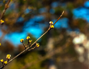 Branches with flowers of male dogwood Cornus mas in early spring. Flowers of early spring in their natural habitat