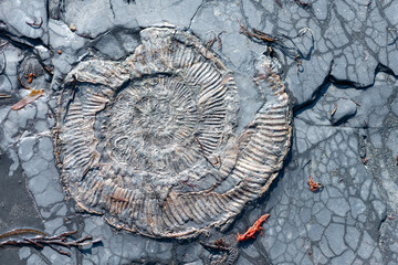 Close up of an ammonite fossil on Kimmeridge beach on the Jurassic coast in Dorset © tom
