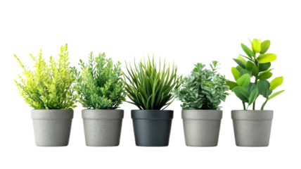 Indoor plants arranged in decorative pots create a vibrant atmosphere in a home setting