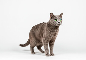 Gray Cat in Various Poses - High-Quality Stock Photos