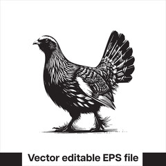 vector Western Capercaillie Game Bird