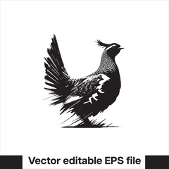 vector Western Capercaillie Game Bird
