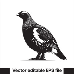 vector Western Capercaillie Game Bird