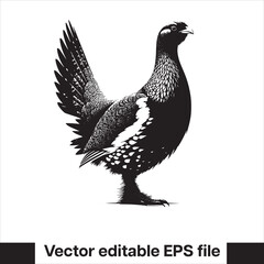 vector Western Capercaillie Game Bird