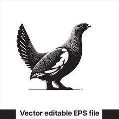 vector Western Capercaillie Game Bird