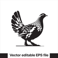 vector Western Capercaillie Game Bird