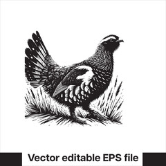 vector Western Capercaillie Game Bird