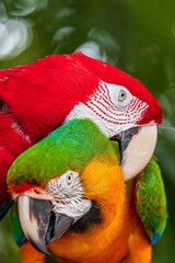 red and yellow macaw ara