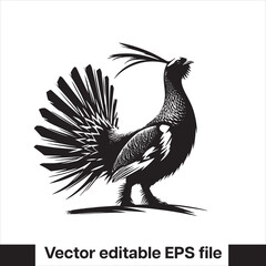 vector Western Capercaillie Game Bird