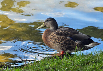 European duck in close-up at the lake and in meadow
