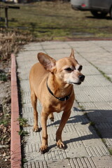 A small red dog squinting in the sun