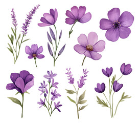 Watercolor floral illustration set with delicate purple flowers and green leaves for botanical and decorative designs