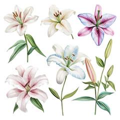 Obraz premium Watercolor illustration of elegant lilies in white pink and blue shades with green leaves for botanical and decorative designs