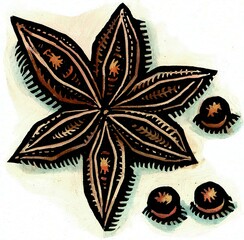 brown star anise plant seed pods 
