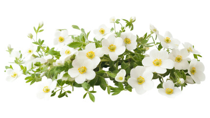 Fototapeta premium Splendid display of delicate white flowers with green foliage captured in natural light during springtime
