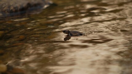 Tiny Baby Sea Turtle Paddling Through Shallow Waters