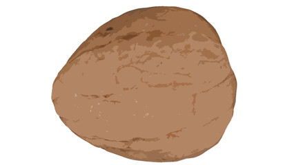 Walnut illustration