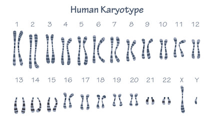 Human Karyotype science educational graphic
