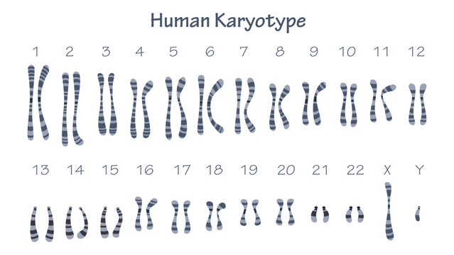 Human Karyotype science educational graphic