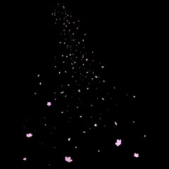 Design of sakura petals falling on black background