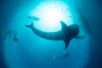 A large, filter-feeding whale shark, Rhincodon typus, slowly swims in shallow water near Gorontolo,...