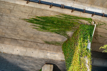 Climbing plants grow densely on a concrete pillar under a bridge, extending their green vines onto...