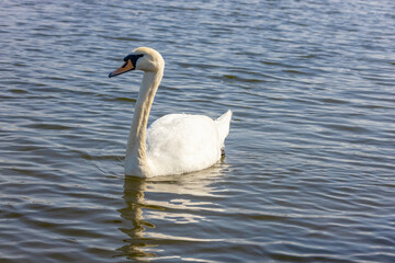 Swan in a lake. Beautiful white swan bird swimming in the river at sunset light. Swans birds searching for food in the water of Danube, Donau river in Europe. Birds fauna of the riverside
