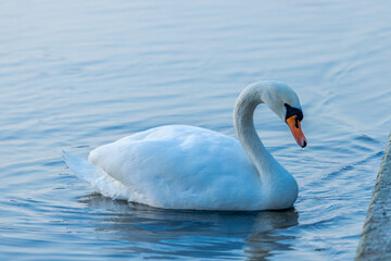 Obraz premium Swan in a lake. Beautiful white swan bird swimming in the river at sunset light. Swans birds searching for food in the water of Danube, Donau river in Europe. Birds fauna of the riverside