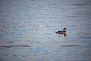 Duck swimming calmly on a tranquil lake during overcast midday weather in a serene natural setting