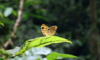 Butterfly On Green Leaf In Forest