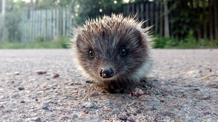 cute hedgehog looking at the camera