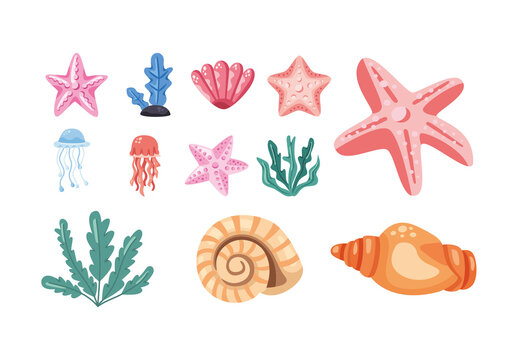 Colorful Starfish Marine Ocean Life Illustration Set