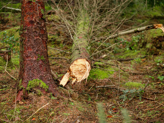 Powerful fallen tree in a forest after horrible red type storm. Strong hurricane damage.