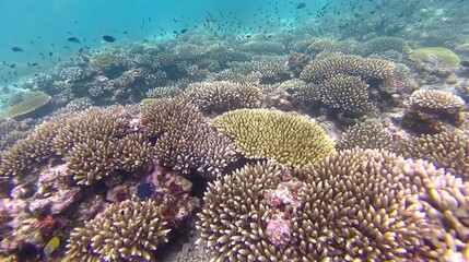 Vibrant Coral Garden Teeming with Small Fish