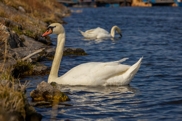 Fototapeta premium Swan in a lake. Beautiful white swan bird swimming in the river at sunset light. Swans birds searching for food in the water of Danube, Donau river in Europe. Birds fauna of the riverside