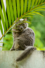 Fluffy Gray Cat Sitting on a White Wall