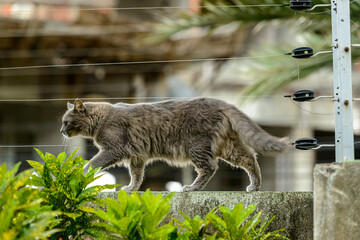 Fluffy Gray Cat Walking on a Wall Near Electric Fence
