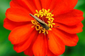 Butterfly Pollinating a Vibrant Flower in Brazil