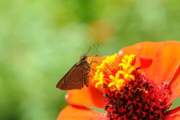 Butterfly Pollinating a Vibrant Flower in Brazil
