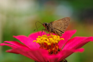 Butterfly Pollinating a Vibrant Flower in Brazil