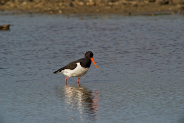 Eurasian Oystercatcher or Common Pied Oystercatcher (Haematopus ostralegus), Beccaccia di mare...