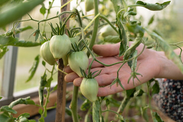 adult beautiful middle aged woman working, growing harvest vegetable crops in greenhouse. mature female farmer caring for tomatoes, peppers, paprika