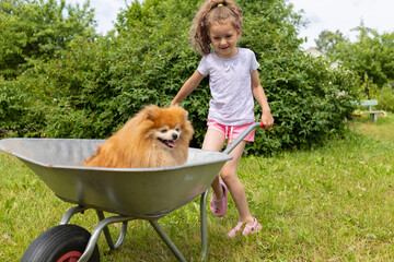 little cheerful girl riding dog in wheelbarrow in garden. active kid game in summer. best friends,...