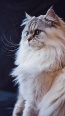 Fluffy white and grey cat with long fur, showcasing soft texture and elegant appearance symbolizing pet love and animal beauty