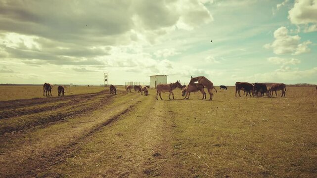 A serene spring day on a meadow with donkeys mating under the warm sun. The animals are engaged in natural behavior, showing their connection in the peaceful countryside.
