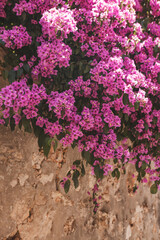 Bright bougainvillea on the wall of the old city on a sunny day