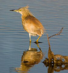 A squacco heron (Ardeola ralloides) in natural habitat, Sgarza ciuffetto 