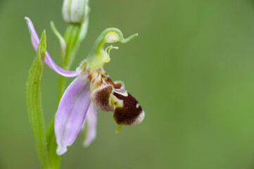 bee orchid (Ophrys apifera), blooming, Orchidea Sassari, Scala di giocca. Sardinia, Italy