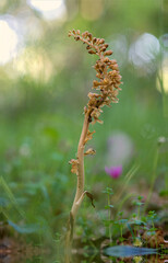 Bird's-nest Orchid Neottia nidus-avis in the forest undergrowth Santulussurgiu, OR, Sardegna. Italia.