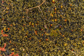 Green and orange sphagnum moss growing on forest floor